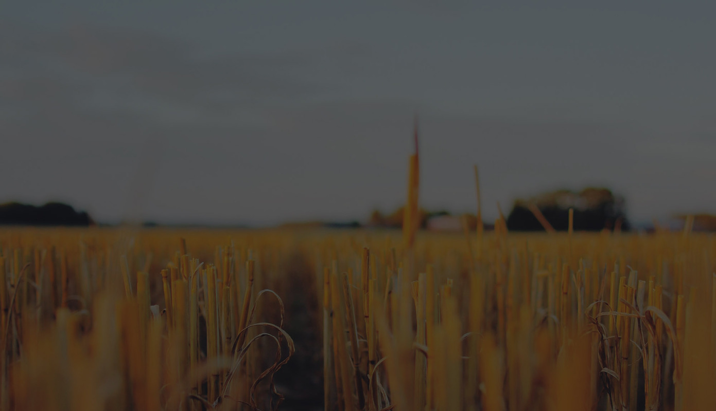 tdg-wheat-bg