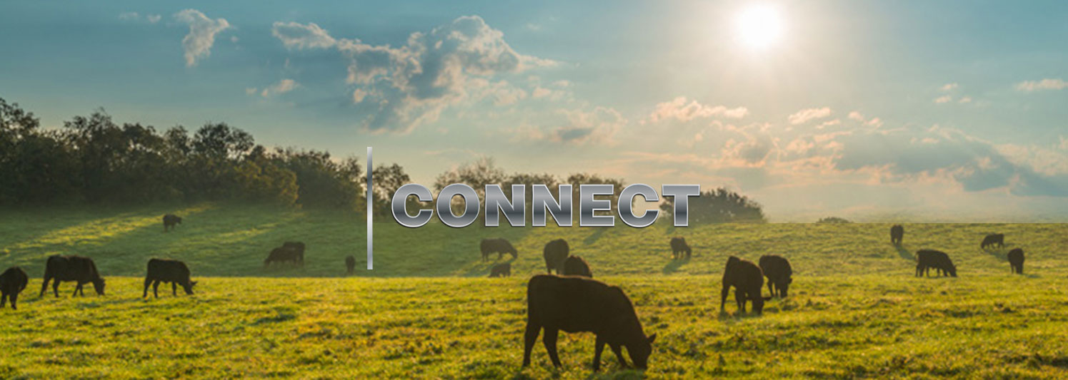 connect-banner-overlay-cows