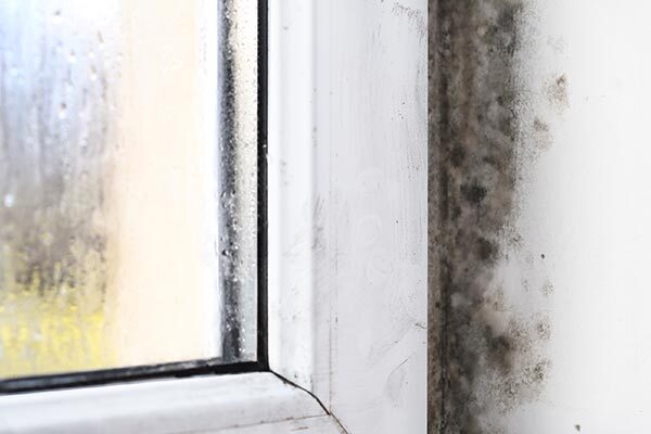 Microbial (Mold) Training Online