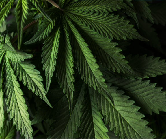 Illicit Cannabis - Flag Financial Crime